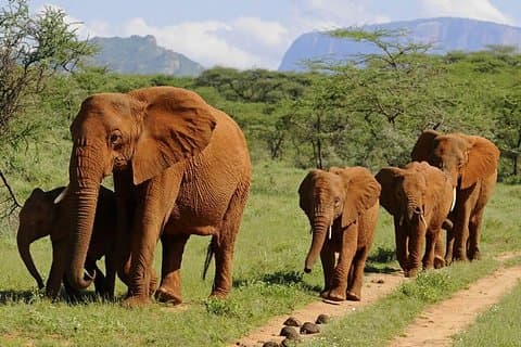 4-dagers rimelige familiesafariferier
