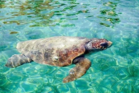 Hol Chan Marine Reserve Snorkel Tour na 40' Sirena Azul Sailboat