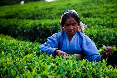 Ceylon Tea Tour | 10 dagen