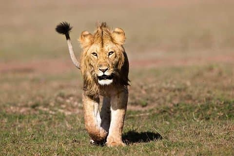 5 Days Budget Camping Kenya Safari