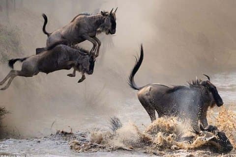 3 Tage Masai Mara