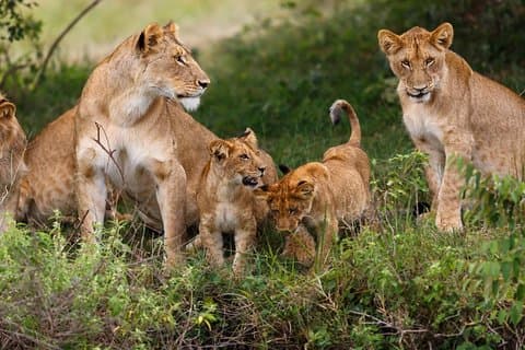 2 giorni di teatro di The Wild Tsavo Experience