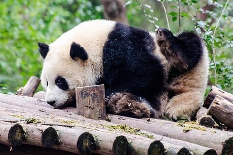 Chengdu : Panda Base Leshan Buddha Tour (oder Halbtages-Panda Base )