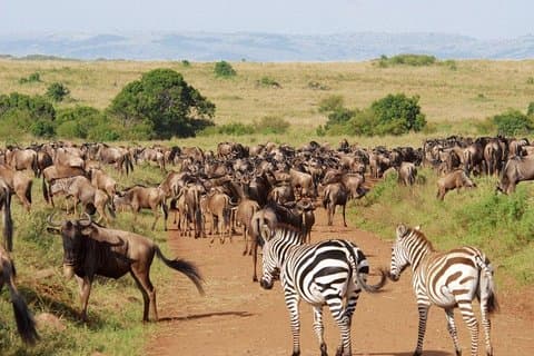 10 Days Wildebeest Migration Safari Package