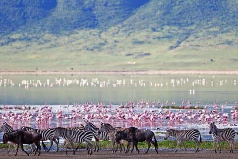 Ngorongoro Crater - Bästa safari