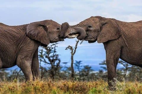 ケニアのマサイマラ国立保護区での2日間のwe敬の念を起こさせるサファリ