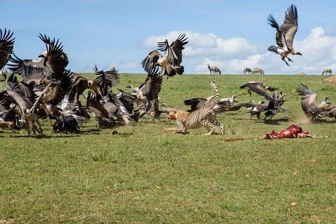 6 Days Big 5 Holiday Safari Adventure