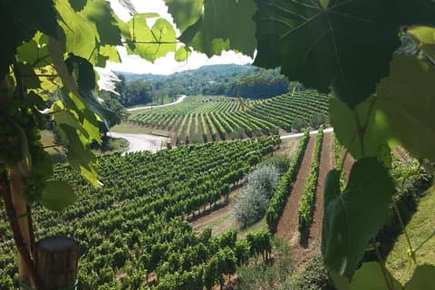 Wine Tour - Le meilleur de l'Istrie