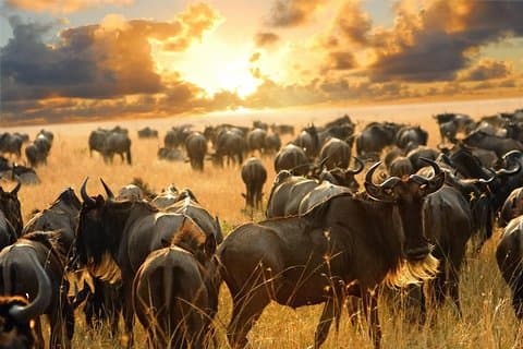 9デイズケニアサファリマサイマラ、ナクル湖、ナイバシャ湖、アンボセリ、ツァボ