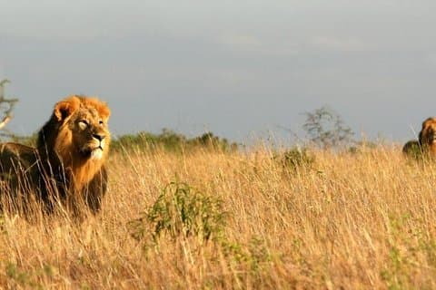 11 jours de safari au Kenya Lodge