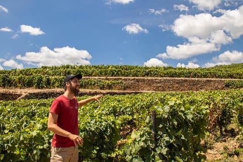 Komplett Douro Valley Wine Tour med lunsj, vinsmaking og elvecruise