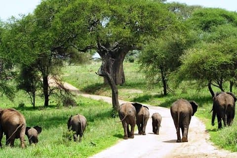 11-dages Bedste Kenya-og Tanzania-budgetsafari