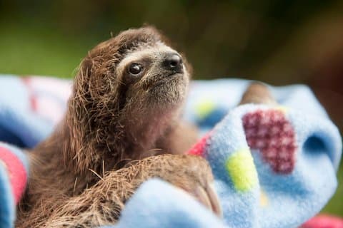 Wildlife Rescue Center och Punta Uva Beach & Jungle Hike