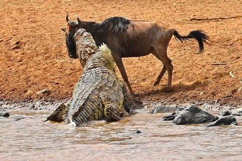 8 dias de aventuras de safári de migração de gnus Masai Mara 2021