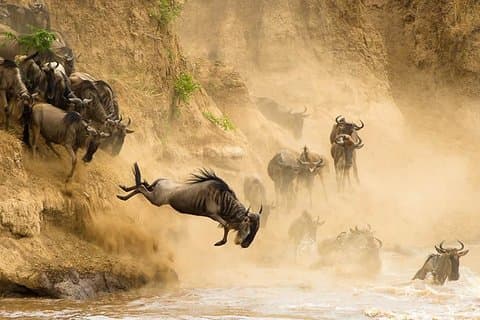 Safari de migração de gnus Masai Mara de 6 dias
