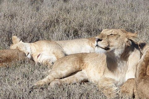 4 Días Tarangire / Serengeti / Ngorongoro & Manyara