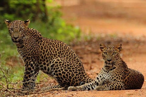Dagtur til Wilpattu National Park fra Colombo