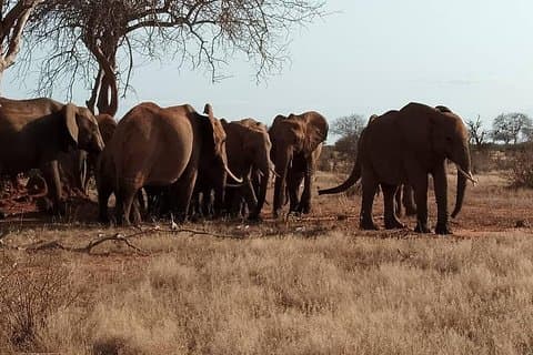 8 Tage Safari Masai Mara Migration