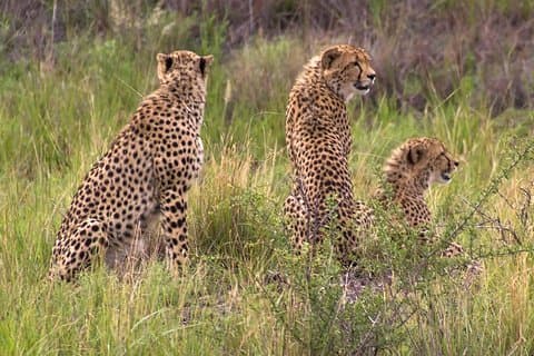 Ann van Dyk Cheetah Center