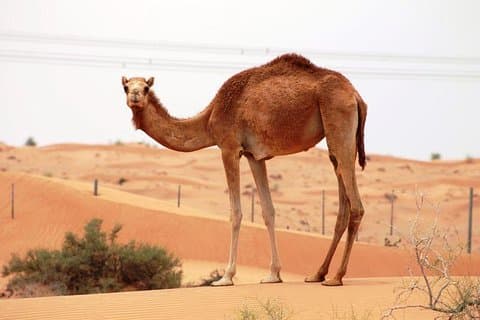 Camel Farm Visit - Dubai UAE