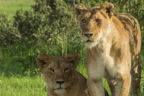 Safari de 3 dias no Parque Nacional Tsavo no Quênia