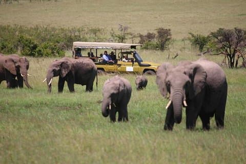 4 Tage Masai Mara und Lake Nakuru Lodge Private Tour