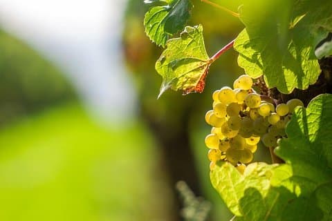 Privat rundtur - Chianti af Minivan ved solnedgang