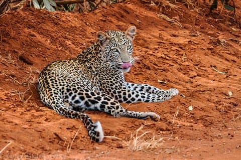 3-Day Tsavo East and Tsavo West National Park