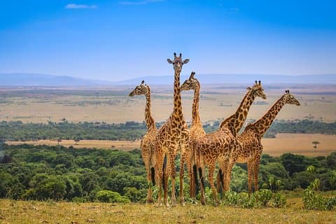 10-daagse Amboseli-Samburu-Olpajeta-Nakuru-Masai Mara