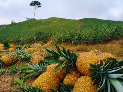 Privat rundtur - Citrus/ananas-tur (odlingar)