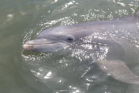 90-minuters delfin- och naturtur på Hilton Head