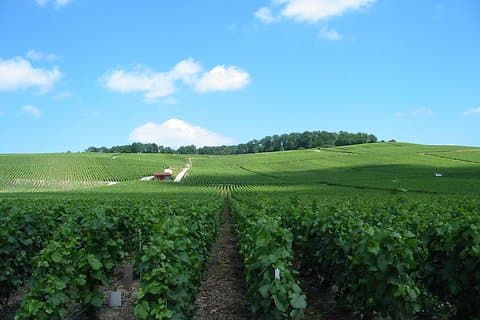 Tour privato dello champagne e Reims da Parigi con prelievo dall'hotel