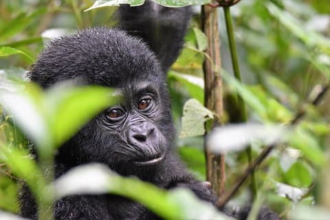 1 día Safari de trekking de gorilas de montaña en Uganda