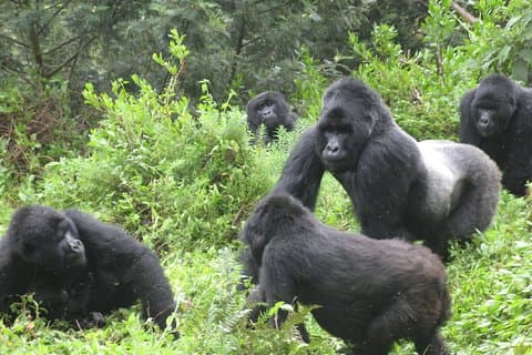 10 jours gorilles de montagne, volcans et lac Bunyonyi en Ouganda