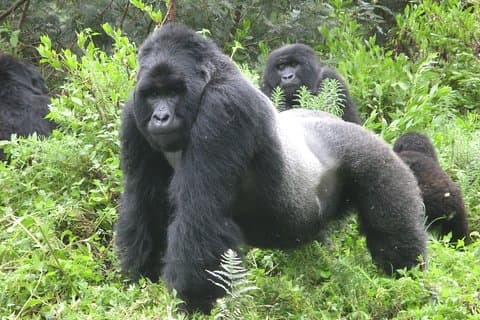 Trekking di 8 giorni tra gorilla di montagna, scimpanzé e safari nella fauna selvatica