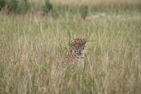 10days best of Uganda Mountain Gorillas Wildlife and culture tour