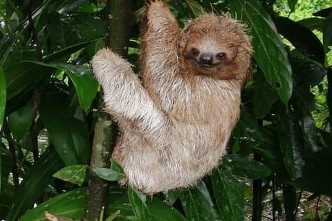 Sloths in their natural habitat & Blue river waterfall