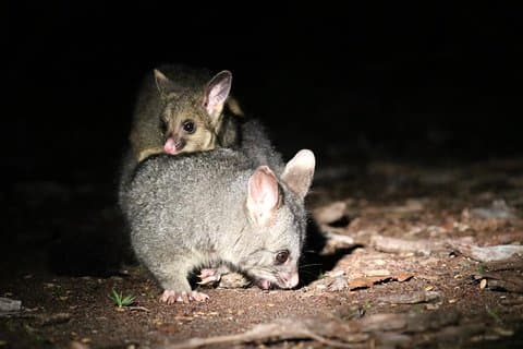 Nocturnal Wildlife Tour from Busselton