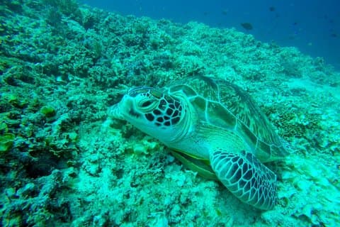 From Gili Trawangan & Gili Air Snorkeling Trip Sharing & Private