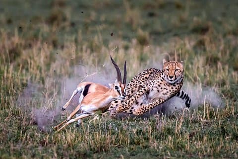 6 - Tour in campeggio di un giorno: Amboseli, Lago Nakuru e Safari Masai Mara