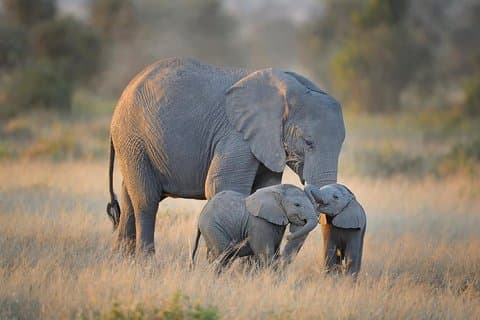 Privat 13 dage Bedst fra Kenya Wildlife Safari Trail