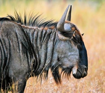 4 dagar Masai Mara och Nakuru-sjön