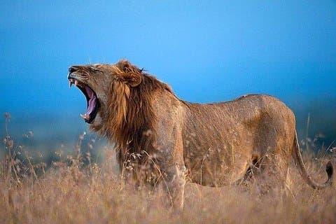 Overnight to Olpejeta Conservancy and Mount Kenya