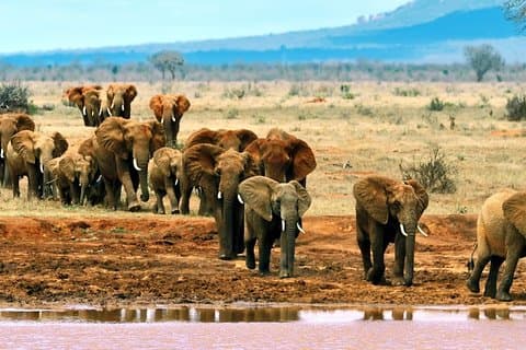 5 dagars Amboseli, Tsavo West och Tsavo East National Park Safari