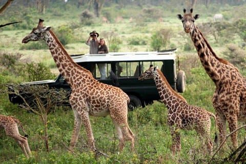 Safari di 4 giorni al meglio del Masai Mara Wildlife Lodge