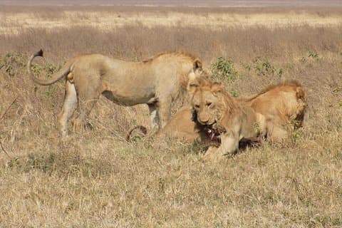 Private 4-tägige Wildtiersafari in Tansania