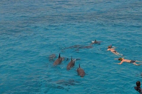 Excursion en mer Dolphin House