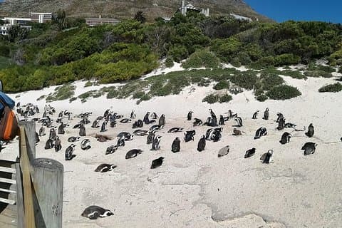 Privat tur - Cape Peninsula