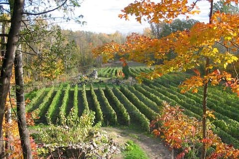 Degustazione di vini sull'Ile d'Orleans