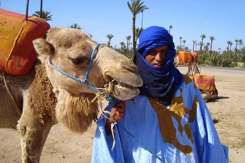 Giro in cammello privato a Marrakech Palm Groves con pausa tè